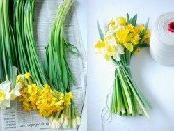 DaffodilStems